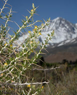 Image of longspine horsebrush