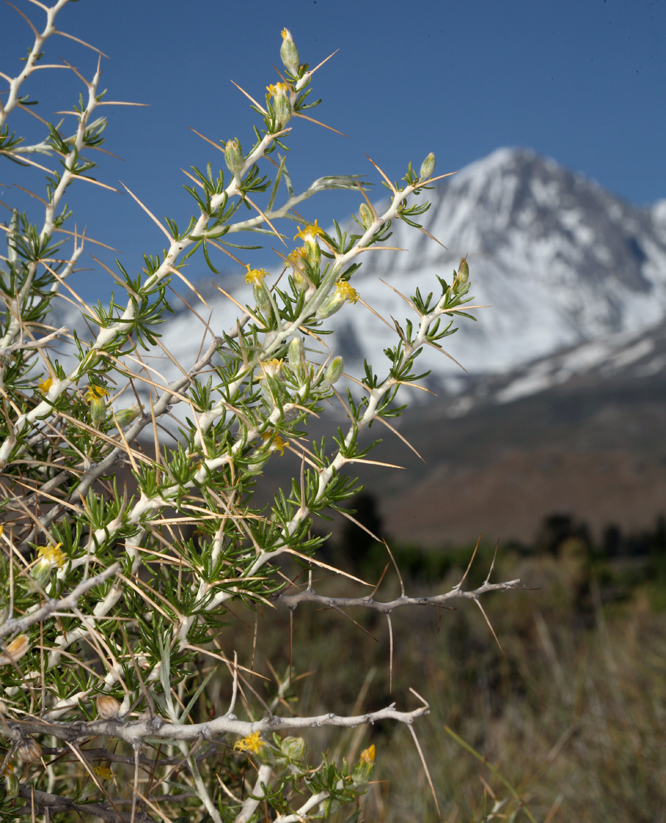 Image of longspine horsebrush