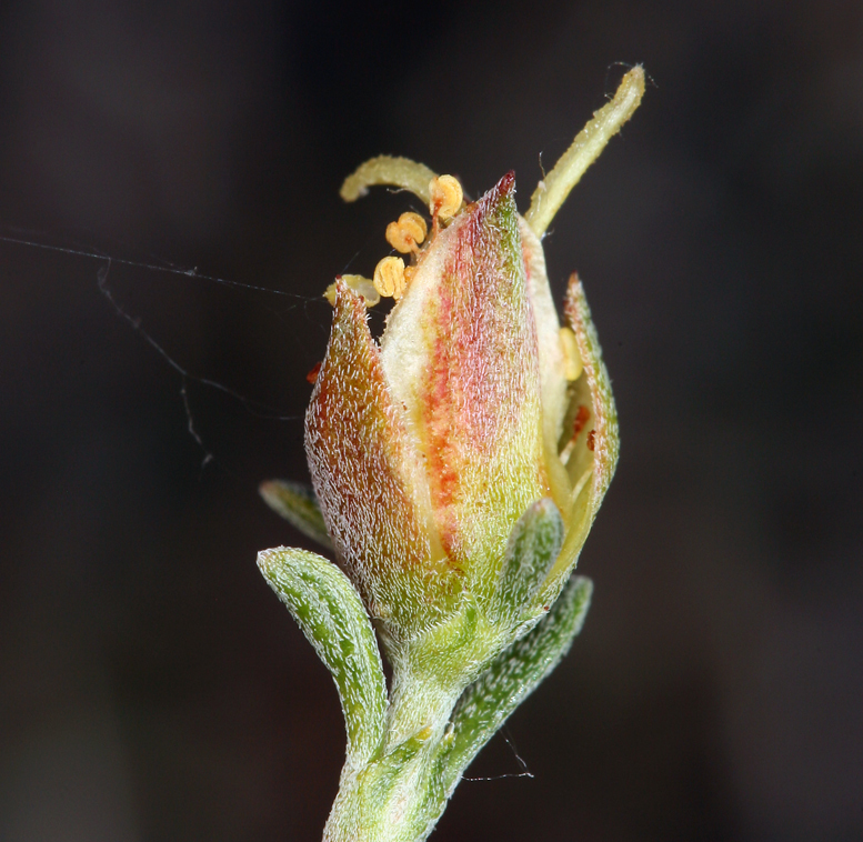 Image de Coleogyne ramosissima Torr.