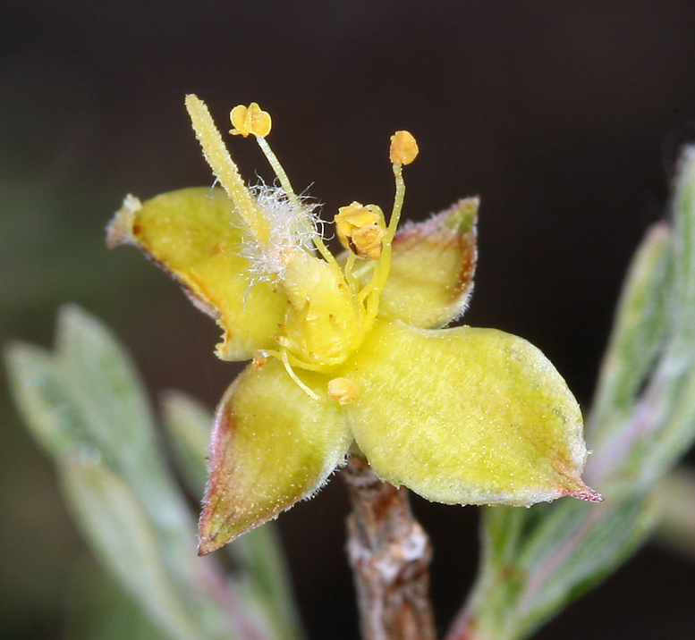 Image de Coleogyne ramosissima Torr.