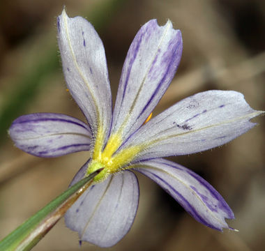 Sisyrinchium halophilum Greene的圖片