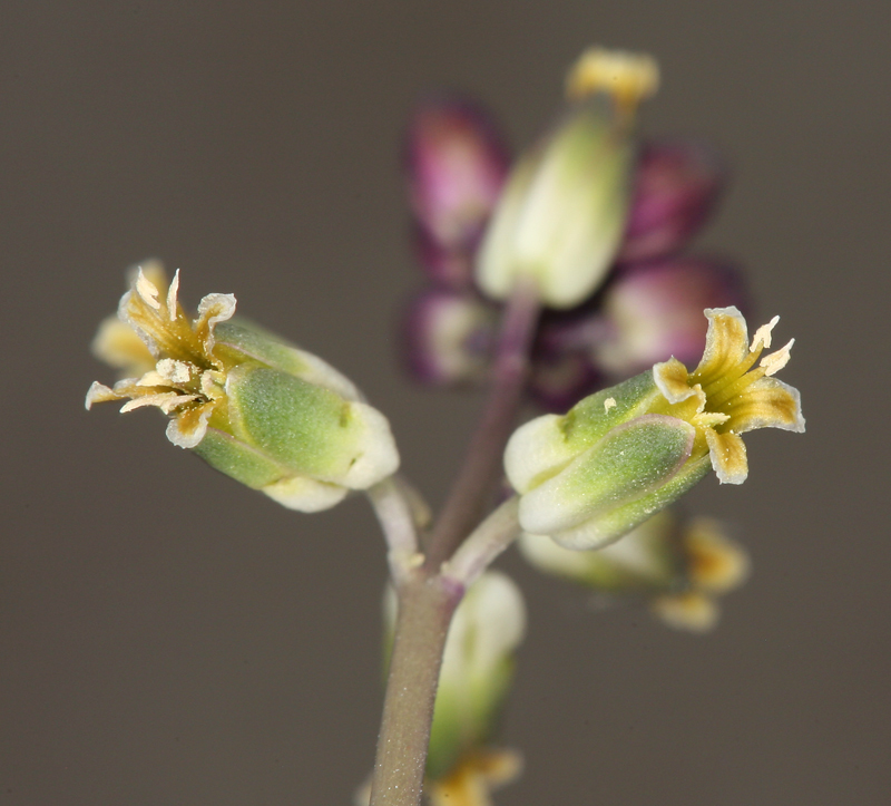 Plancia ëd Streptanthella longirostris (S. Watson) Rydb.