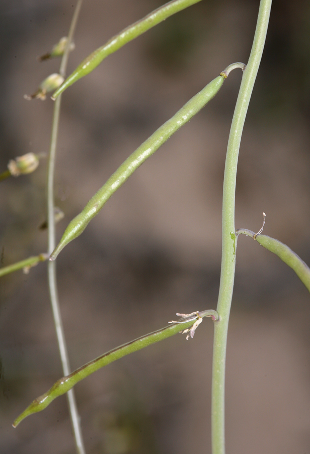 Plancia ëd Streptanthella longirostris (S. Watson) Rydb.