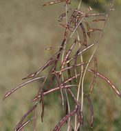 Plancia ëd Streptanthella longirostris (S. Watson) Rydb.