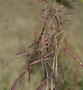 Imagem de Streptanthella longirostris (S. Watson) Rydb.