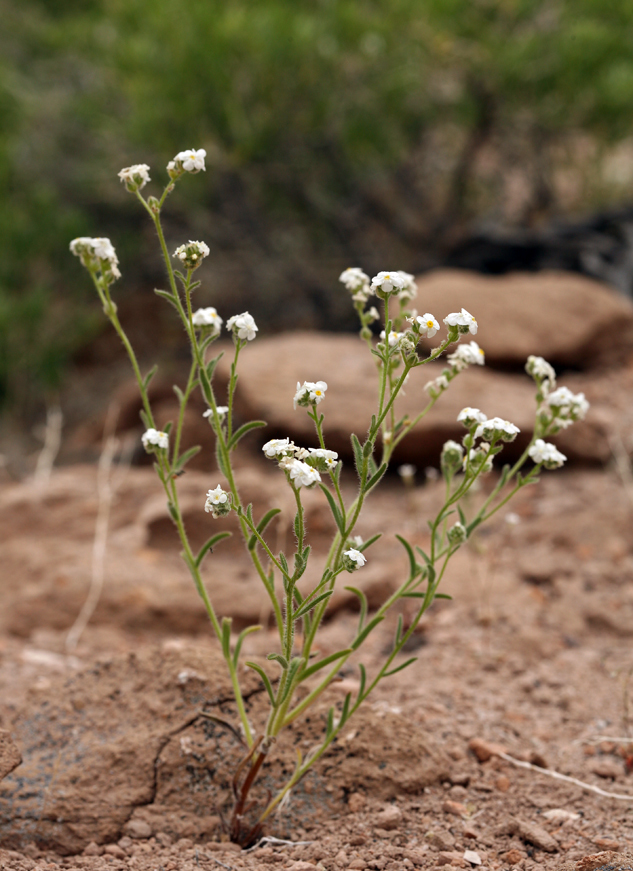 صورة Cryptantha oxygona (A. Gray) Greene