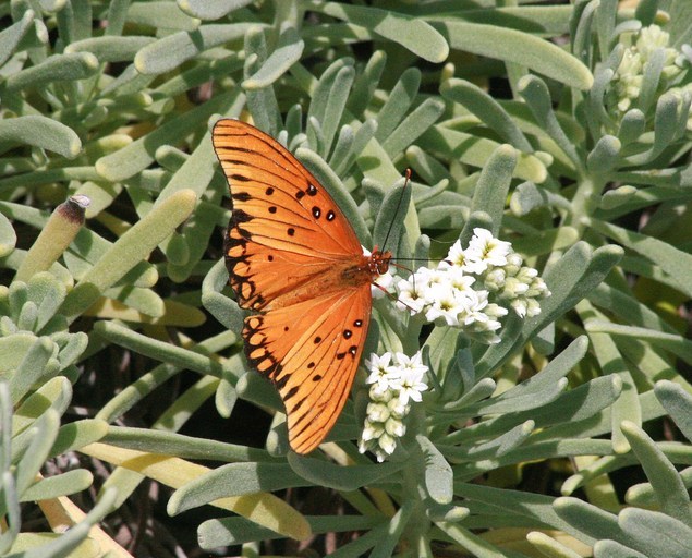 Image of Gulf Fritillary