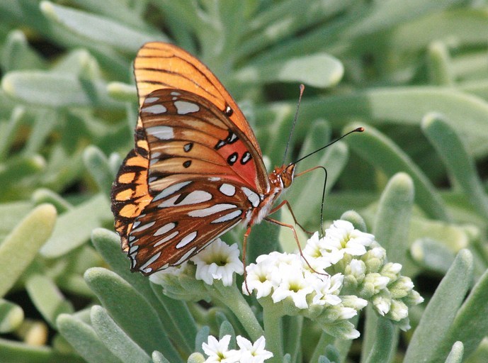 Image of Gulf Fritillary