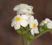 صورة Cryptantha oxygona (A. Gray) Greene