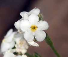 صورة Cryptantha oxygona (A. Gray) Greene