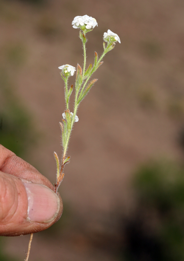 صورة Cryptantha oxygona (A. Gray) Greene