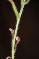 صورة Cryptantha oxygona (A. Gray) Greene