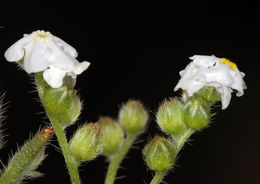 صورة Cryptantha oxygona (A. Gray) Greene