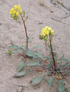 Imagem de Chylismia claviformis subsp. lancifolia (A. Heller) W. L. Wagner & Hoch