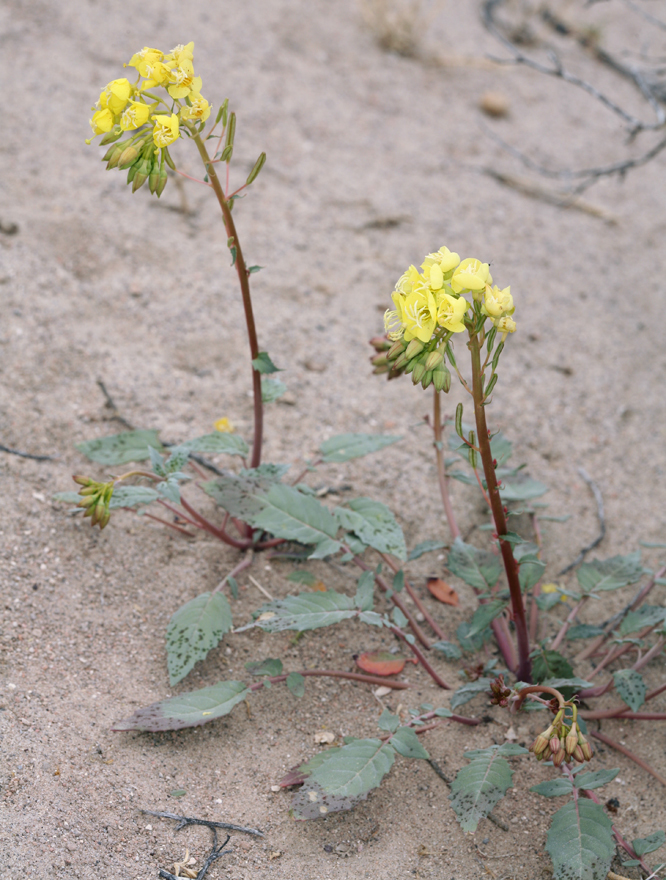 Imagem de Chylismia claviformis subsp. lancifolia (A. Heller) W. L. Wagner & Hoch