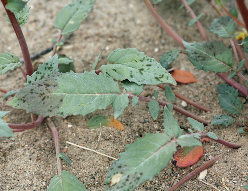 Imagem de Chylismia claviformis subsp. lancifolia (A. Heller) W. L. Wagner & Hoch