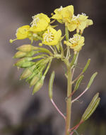 Imagem de Chylismia claviformis subsp. lancifolia (A. Heller) W. L. Wagner & Hoch