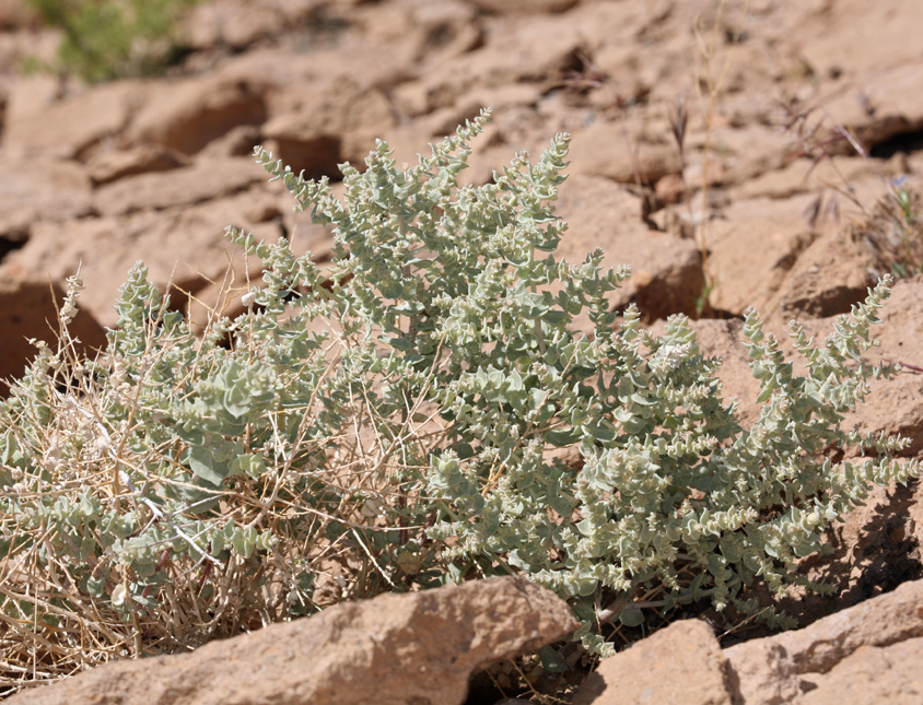 Image of Parry's Saltbush