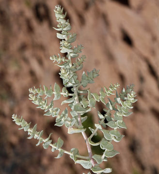 Image of Parry's Saltbush