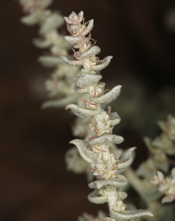 Image of Parry's Saltbush