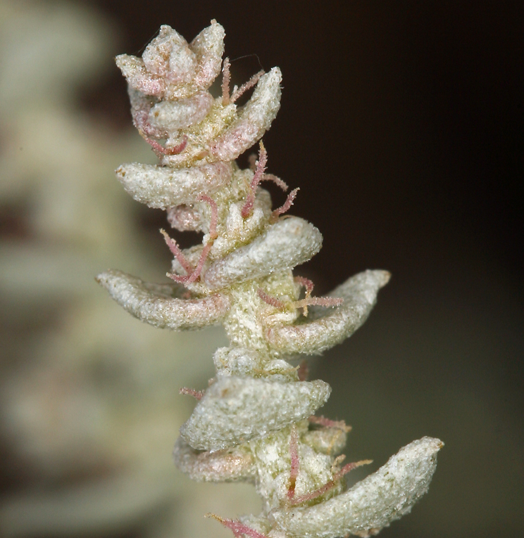 Image of Parry's Saltbush