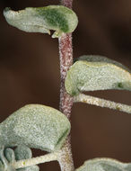 Image of Parry's Saltbush