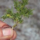 Image of Short-Stalk Stinkweed