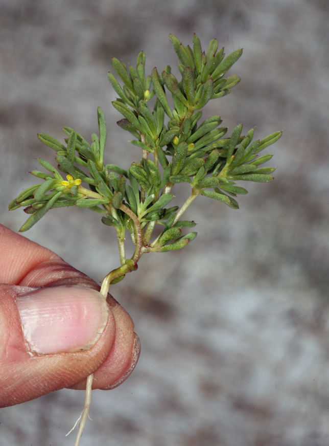 Image of Short-Stalk Stinkweed