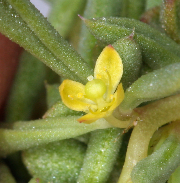 Image of Short-Stalk Stinkweed