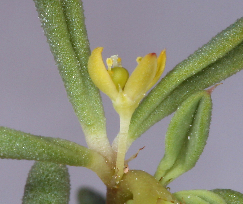 Image of Short-Stalk Stinkweed