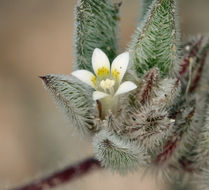 Слика од Loeseliastrum depressum (M. E. Jones ex A. Gray) J. M. Porter & L. A. Johnson