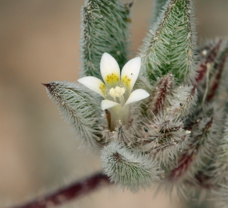 Слика од Loeseliastrum depressum (M. E. Jones ex A. Gray) J. M. Porter & L. A. Johnson