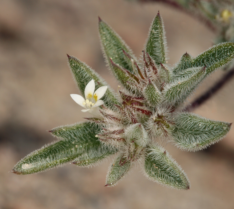 Слика од Loeseliastrum depressum (M. E. Jones ex A. Gray) J. M. Porter & L. A. Johnson