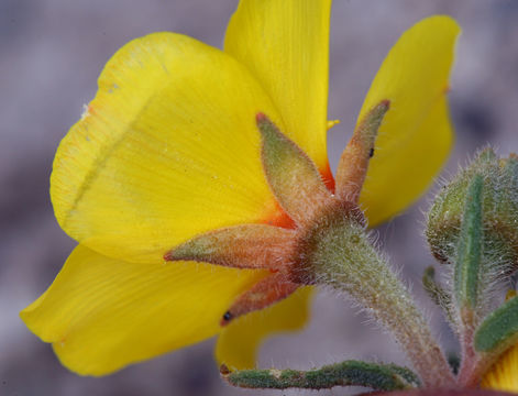 Image of shining blazingstar