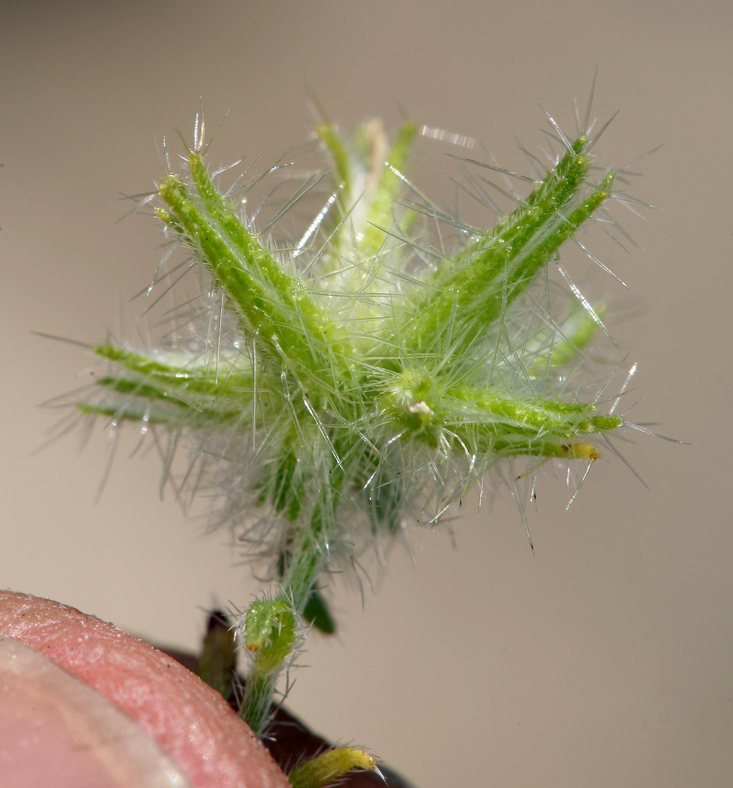 Слика од Cryptantha nevadensis Nels. & Kennedy