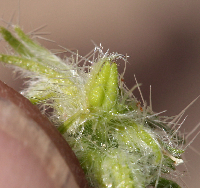 Слика од Cryptantha nevadensis Nels. & Kennedy