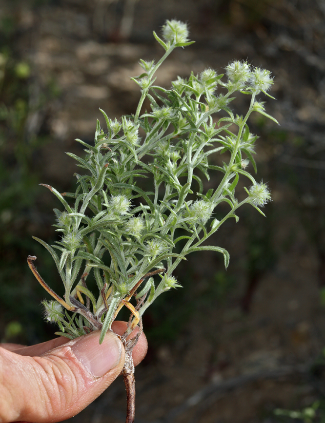 Plancia ëd Cryptantha nevadensis Nels. & Kennedy