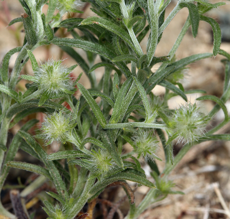 Слика од Cryptantha nevadensis Nels. & Kennedy