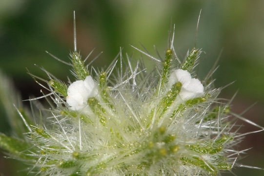 Слика од Cryptantha nevadensis Nels. & Kennedy