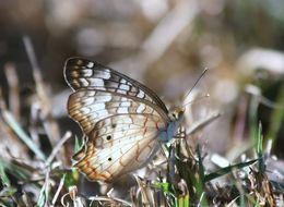 Image of White Peacock