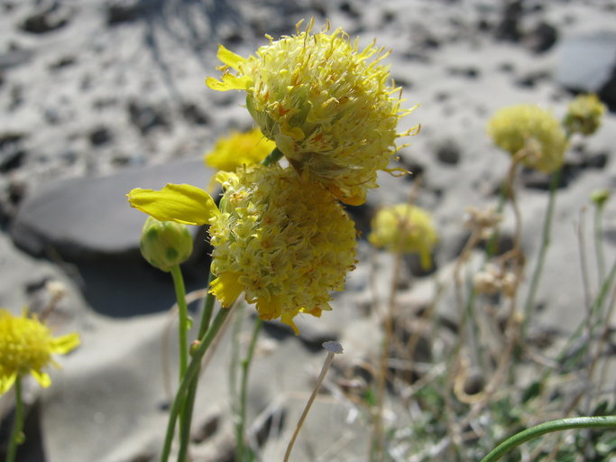 Imagem de Acamptopappus shockleyi A. Gray