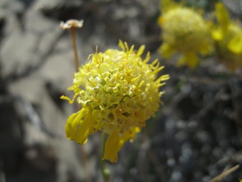 Image of Shockley's goldenhead