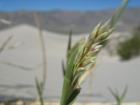 Image of Eureka Dune grass