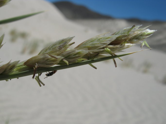 Image of Eureka Dune grass