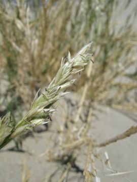 Image of Eureka Dune grass