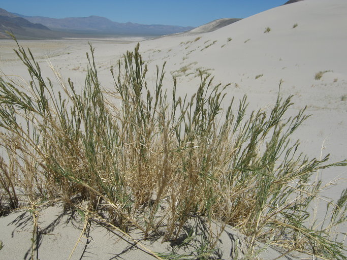 Image of Eureka Dune grass