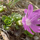 Primula minima L. resmi