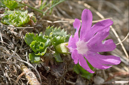 Image of Primula minima L.