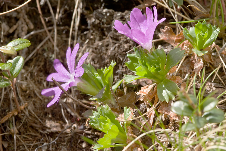 Image of Primula minima L.