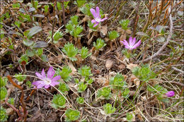 Image of Primula minima L.